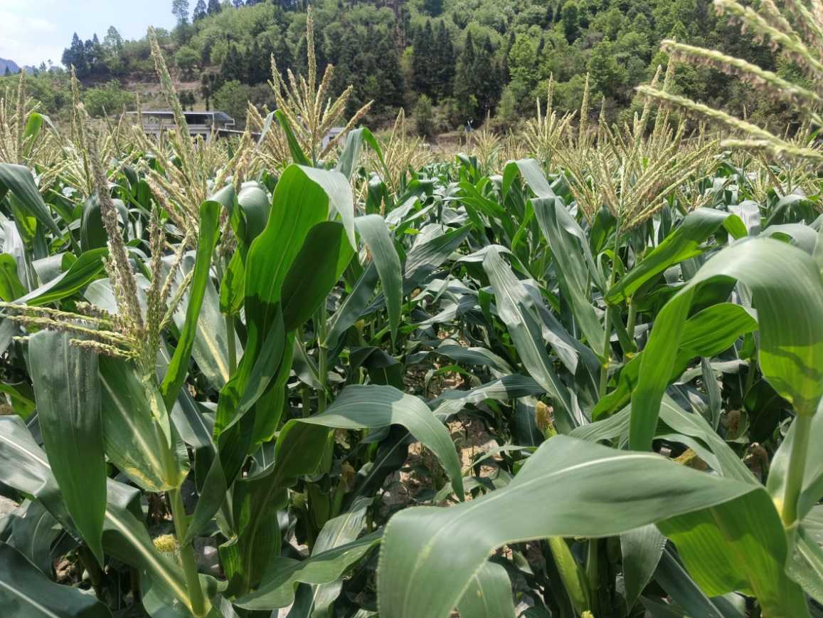 科技赋能罗甸鲜食玉米产业，“领鲜”推进乡村振兴